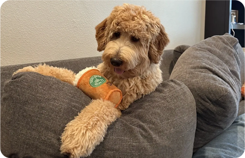 A dog with a cup in its arm.