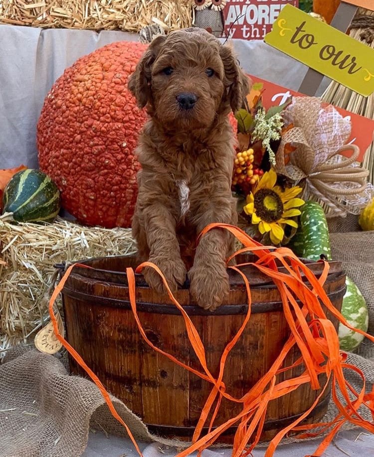 A brown dog sitting in a wooden barrel.