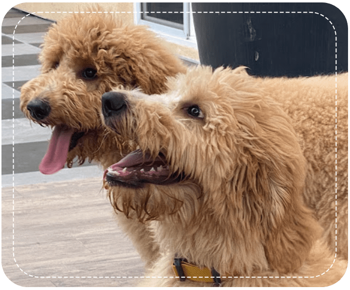 Two dogs are standing next to each other.