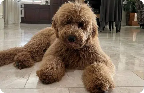 A brown dog laying on the floor in front of a door.