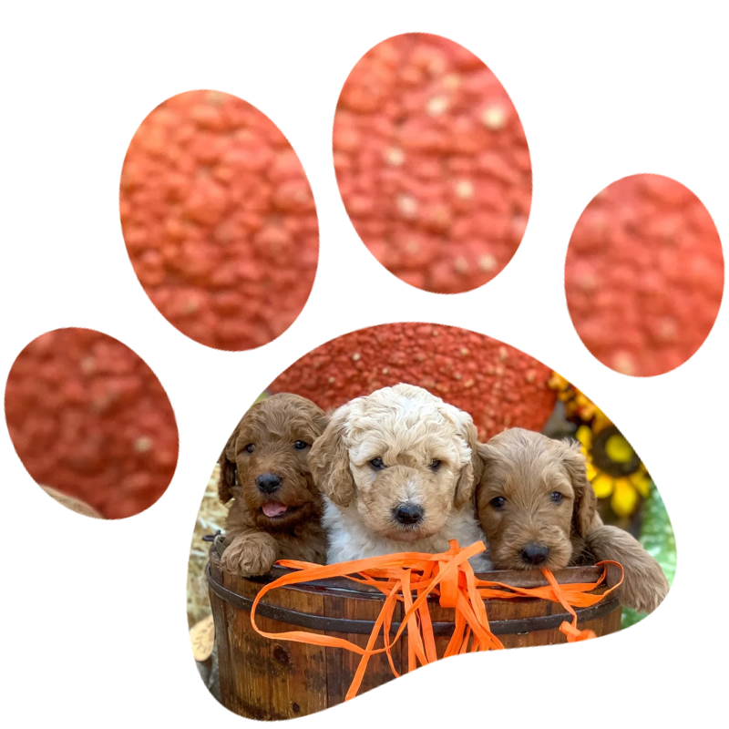 A group of puppies sitting in front of an orange paw print.