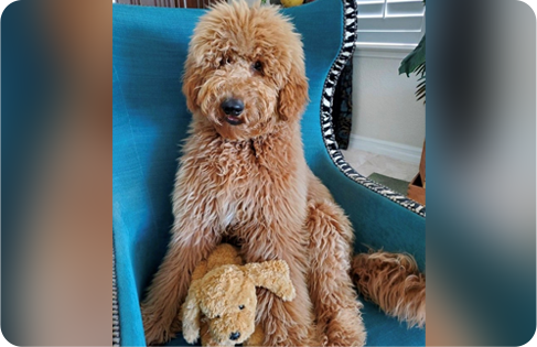 A dog sitting on top of a stuffed animal.