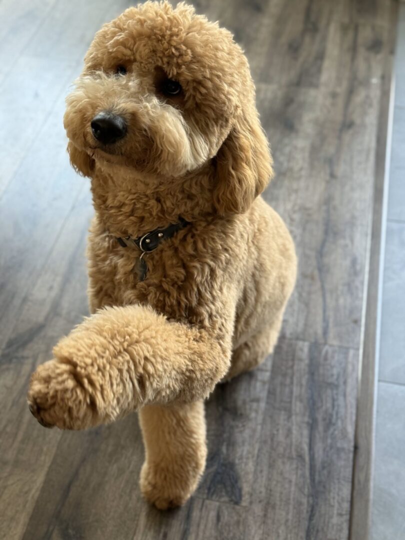 Noodle Golden Doodle main image 0